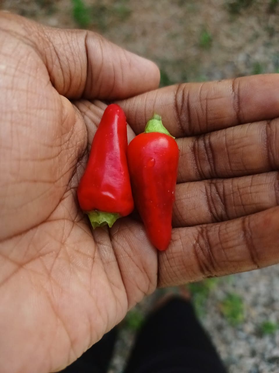 Chili