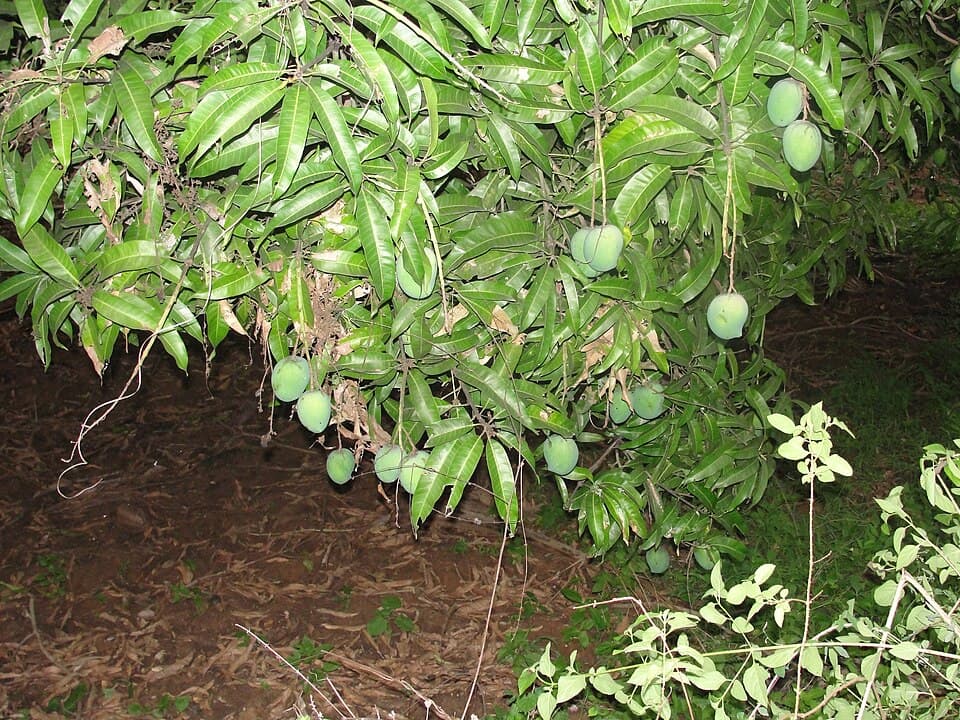 Mango